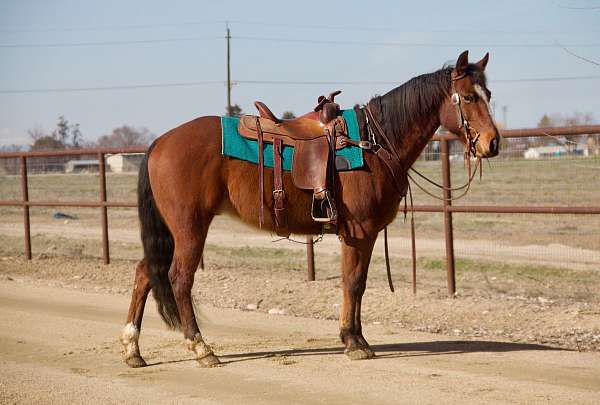 bay-blaze-socks-horse