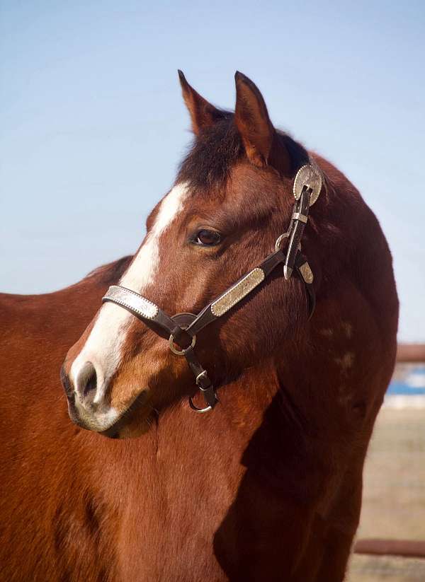 aqha-quarter-horse