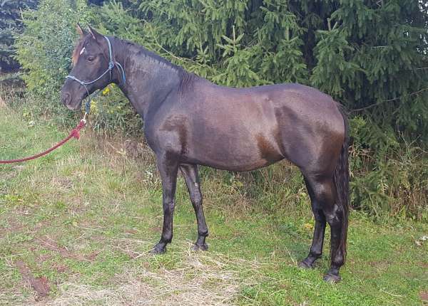 harrisburg-andalusian-horse