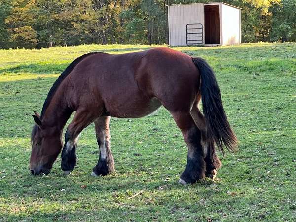 brabant-belgian-draft-horse