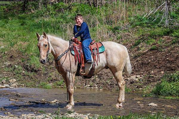 all-around-quarter-horse