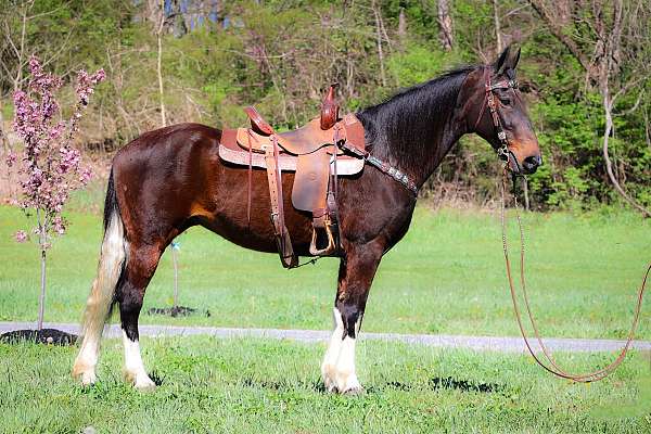 all-around-missouri-fox-trotter-horse