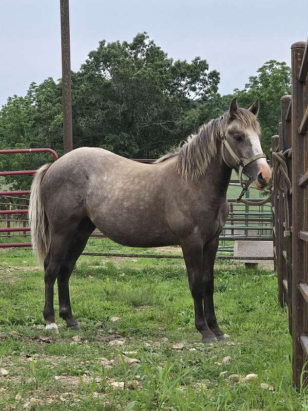 haflinger-filly