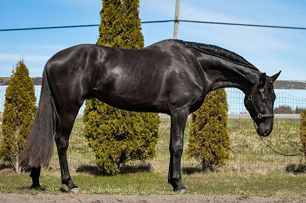 black-canadian-warmblood-stallion