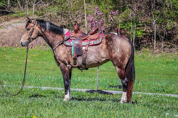 all-around-paint-horse