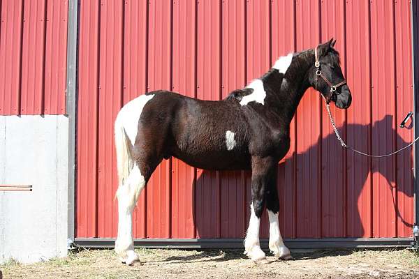 great-color-friesian-horse