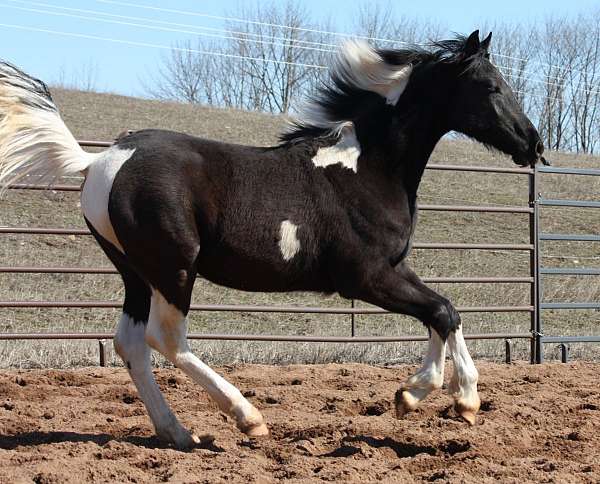 black-friesian-horse