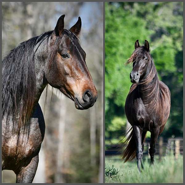 black-roan-homozygous-stallion-horse