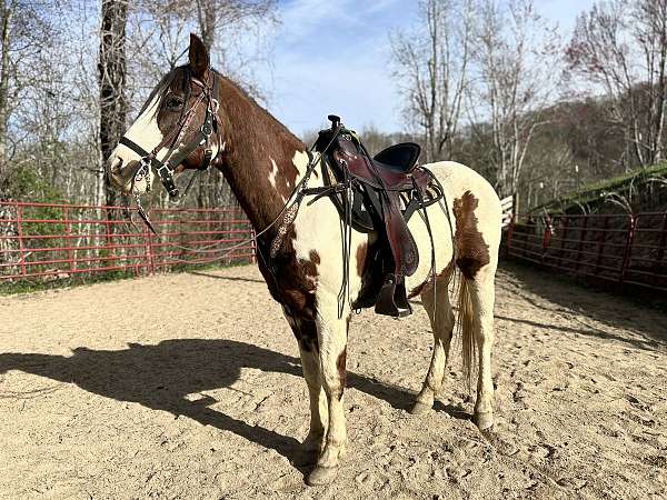experienced-trail-paint-quarter-horse