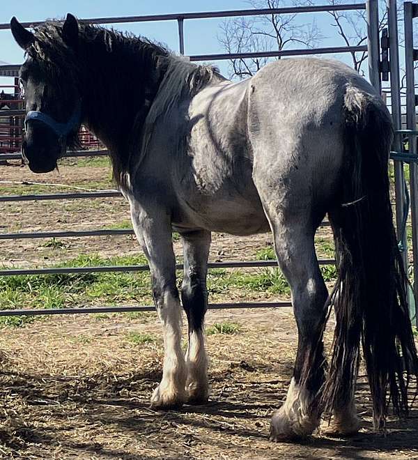 blue-roan-4-whites-with-over-shoulder-black-mane-tail-horse