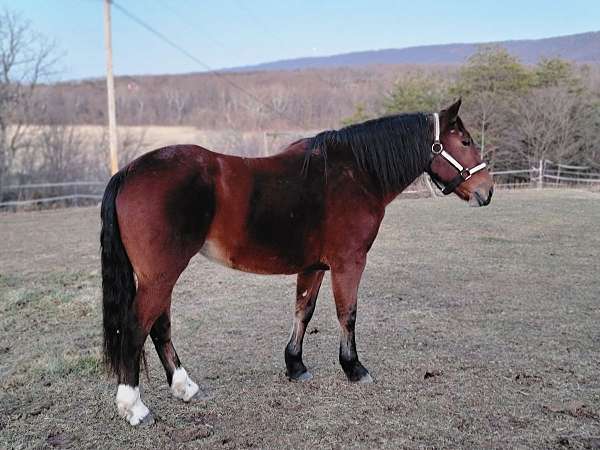 bay-draft-quarter-horse-for-sale