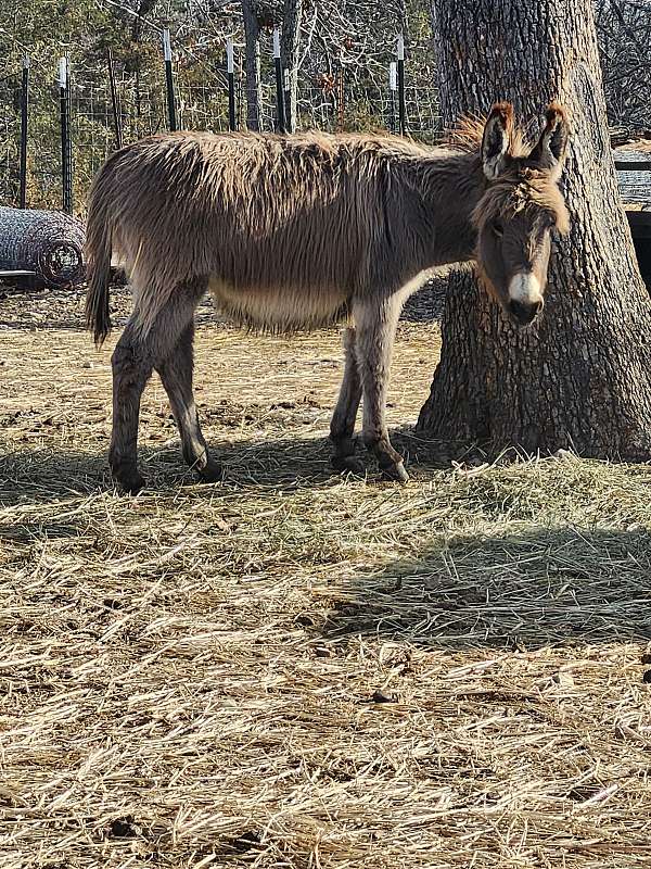 donkey-colt
