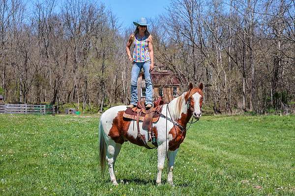 all-around-paint-horse