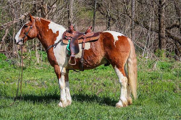 available-quarter-horse