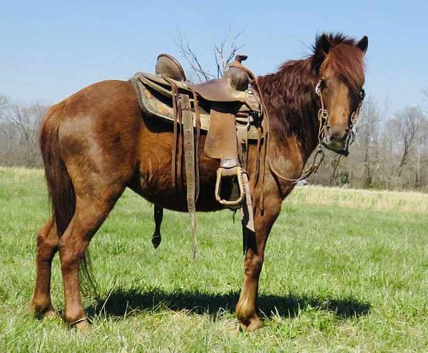 trail-quarter-pony