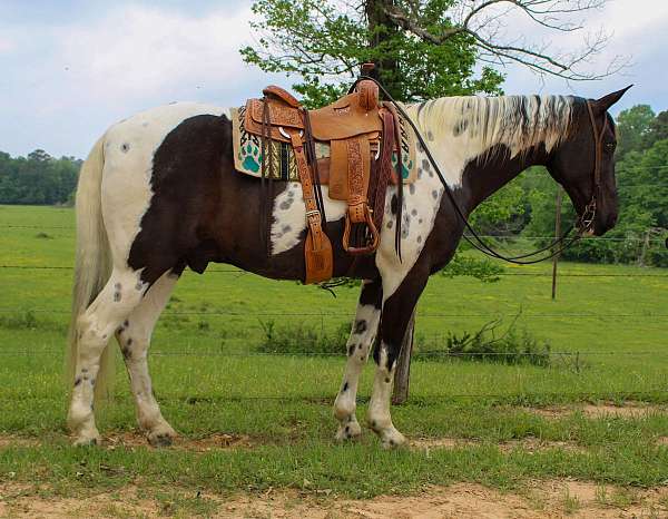 trail-quarter-horse