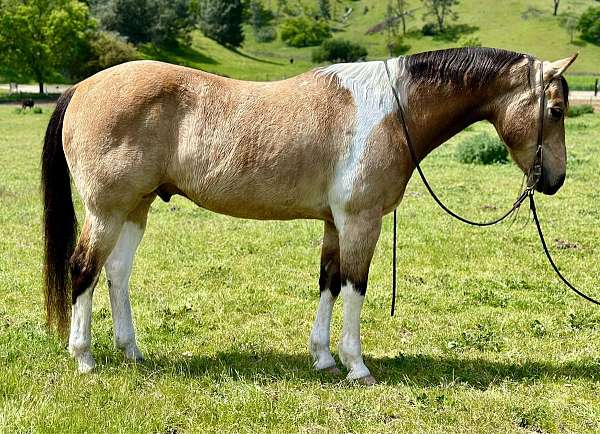 buckskin-star-horse