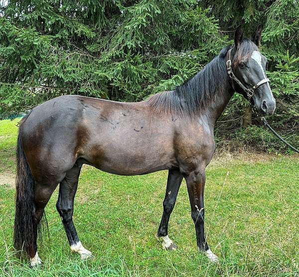 natural-horsemanship-training-belgian-warmblood-horse