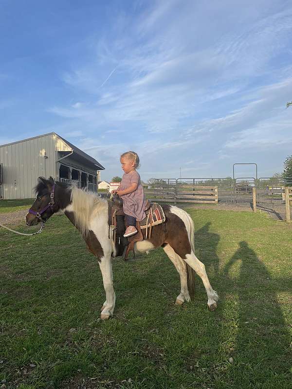 trained-miniature-horse