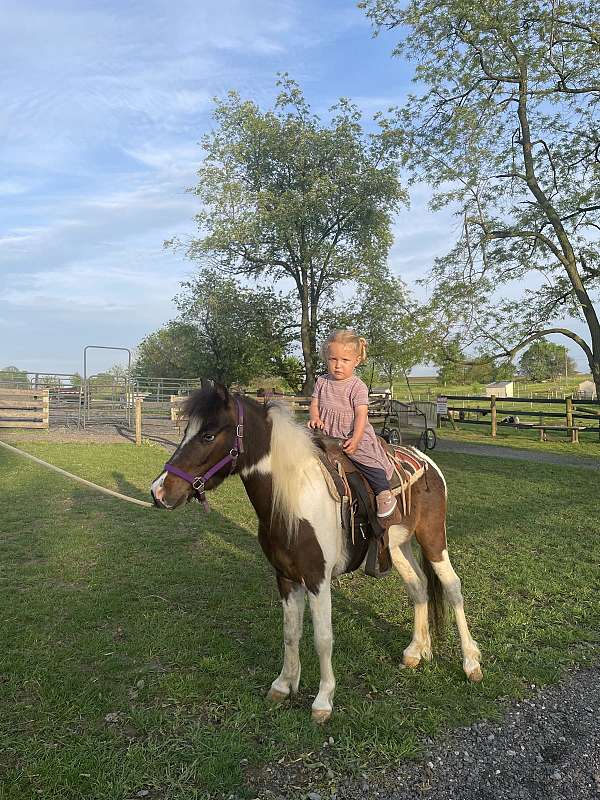 energetic-miniature-horse