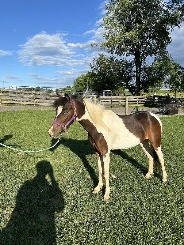 driving-miniature-horse