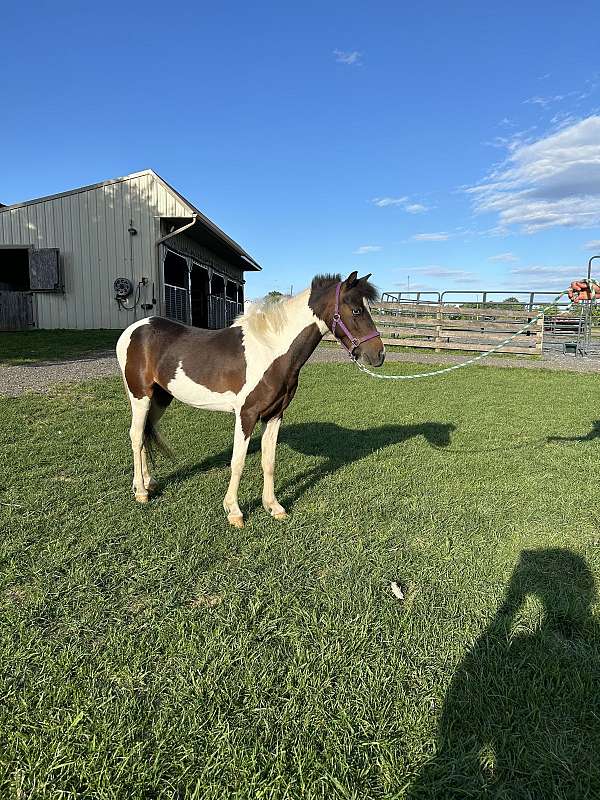 kid-safe-miniature-horse