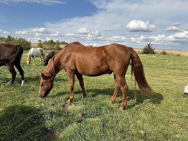 morgan-gelding