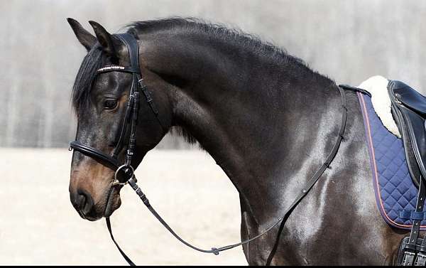 foundation-show-andalusian-horse