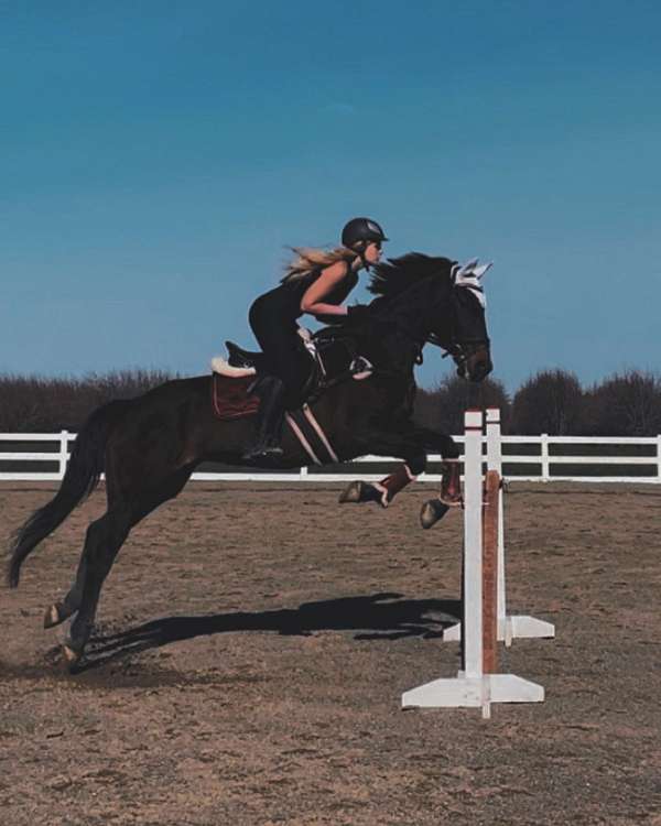 brown-experienced-jumping-horse