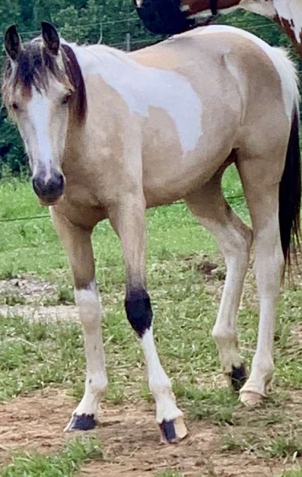 blagdon-tennessee-walking-horse