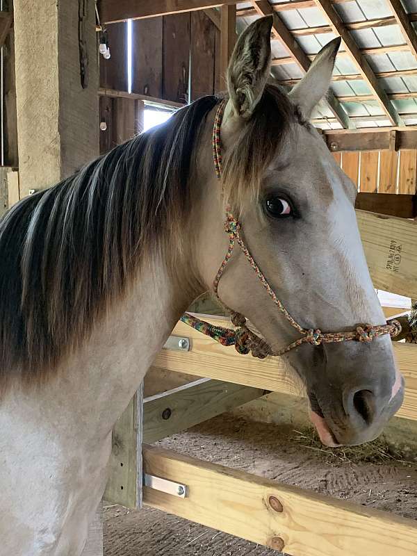 buckskin-white-tennessee-walking-horse