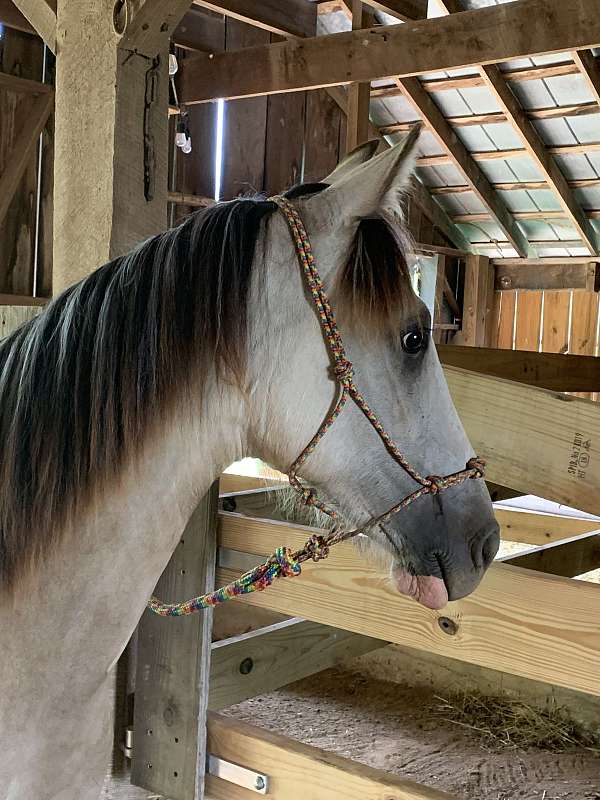 fast-learner-tennessee-walking-horse