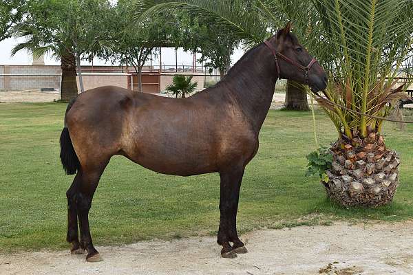 bay-breeding-flashy-horse