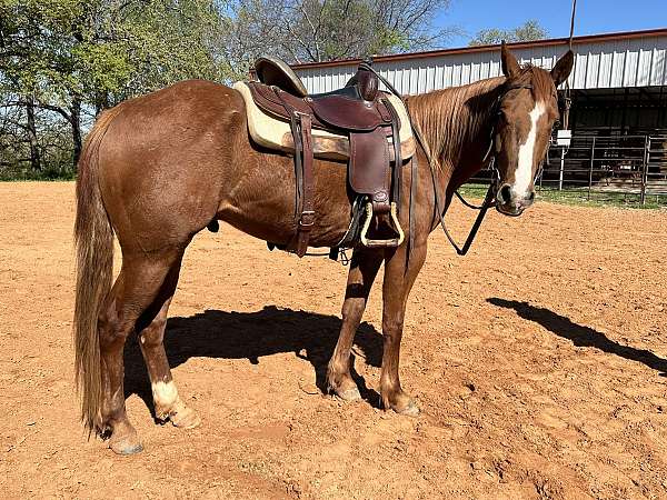 gaited-quarter-pony