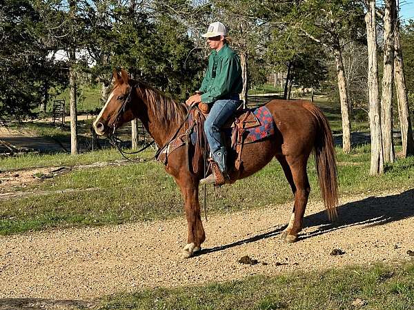 ridden-western-quarter-horse