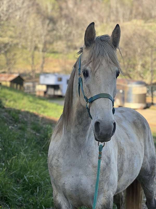 high-end-tennessee-walking-horse
