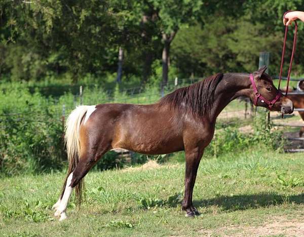 pinto-horse