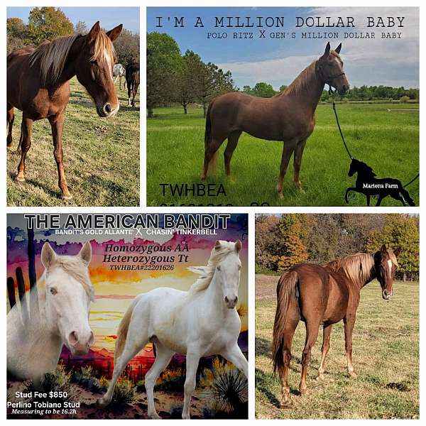 red-roan-roan-homozygous-show-horse