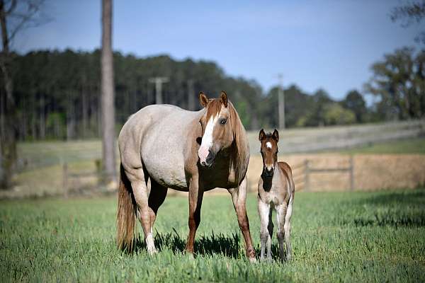 red-dun-roan--sw1-splash-2-blue-eyes-horse