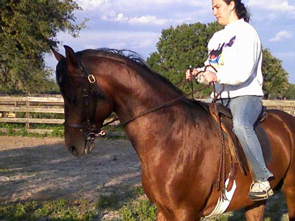 harness-saddlebred-horse