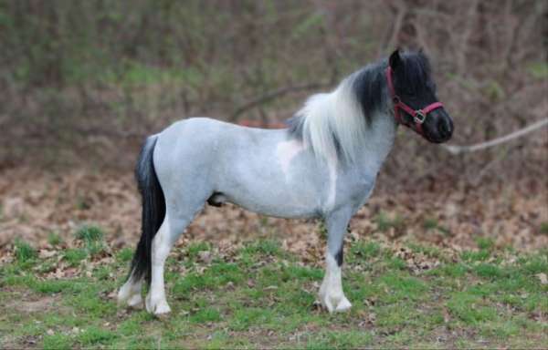amha-pony-stallion