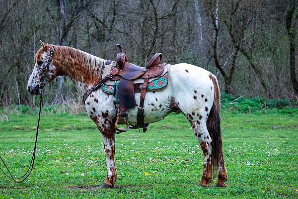 all-around-appaloosa-horse