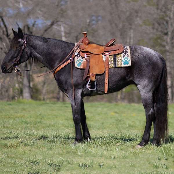 blue-roan-roan-companion-trail-horse