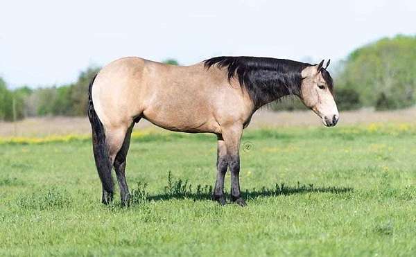 ranch-buckskin-breakaway-gelding-working-horse-quarter