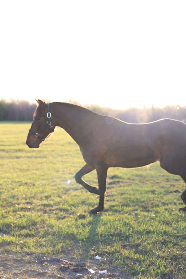 bay-isabelo-breeding-horse