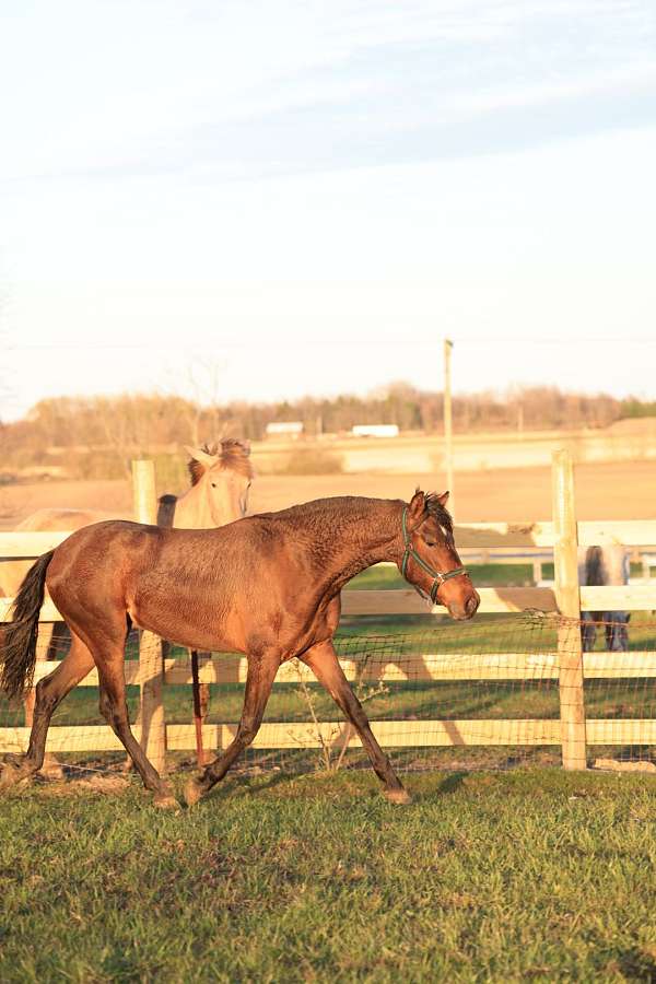 bay-isabelo-filly-for-sale