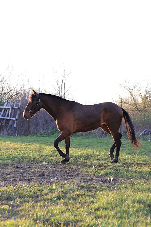 bay-isabelo-andalusian-for-sale