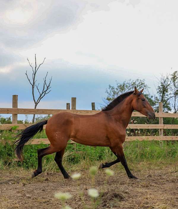 bay-isabelo-andalusian-filly