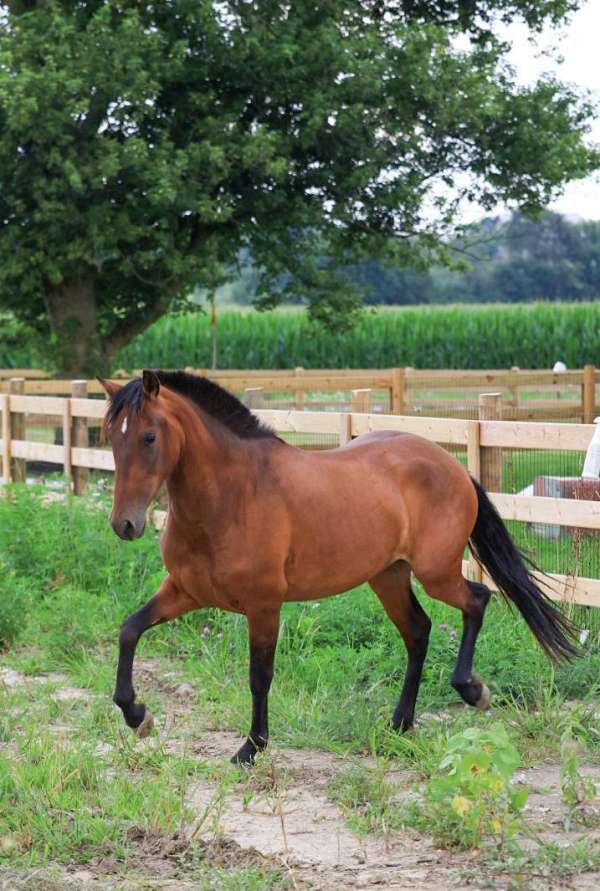 bay-isabelo-breeding-horse