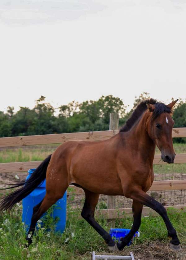 bay-isabelo-filly-for-sale